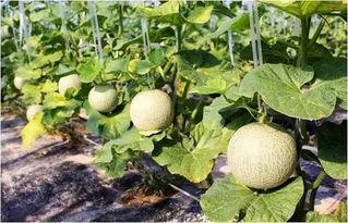 网红瓜纹怎么吃,解锁夏日清新口感新境界 第1张 网红瓜纹怎么吃,解锁夏日清新口感新境界 第1张